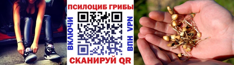 где продают   Пенза  Псилоцибиновые грибы Cubensis 